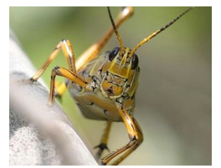 Cockroaches.