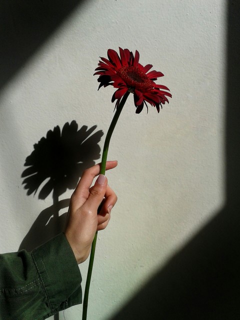 shadow of flower