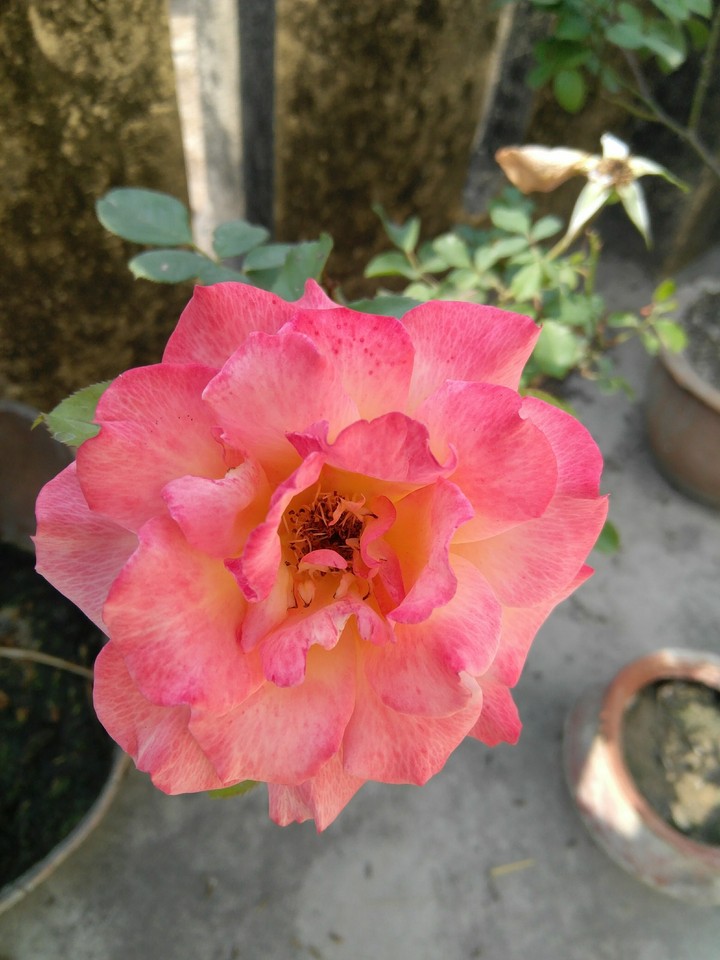 rose1