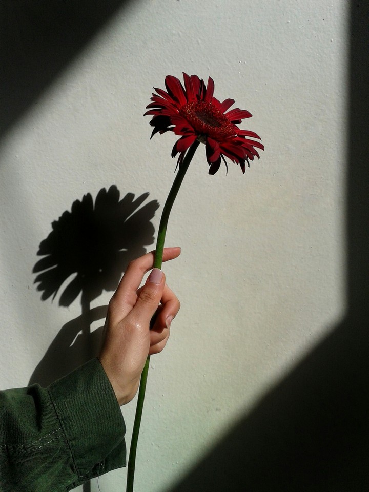 shadow of flower