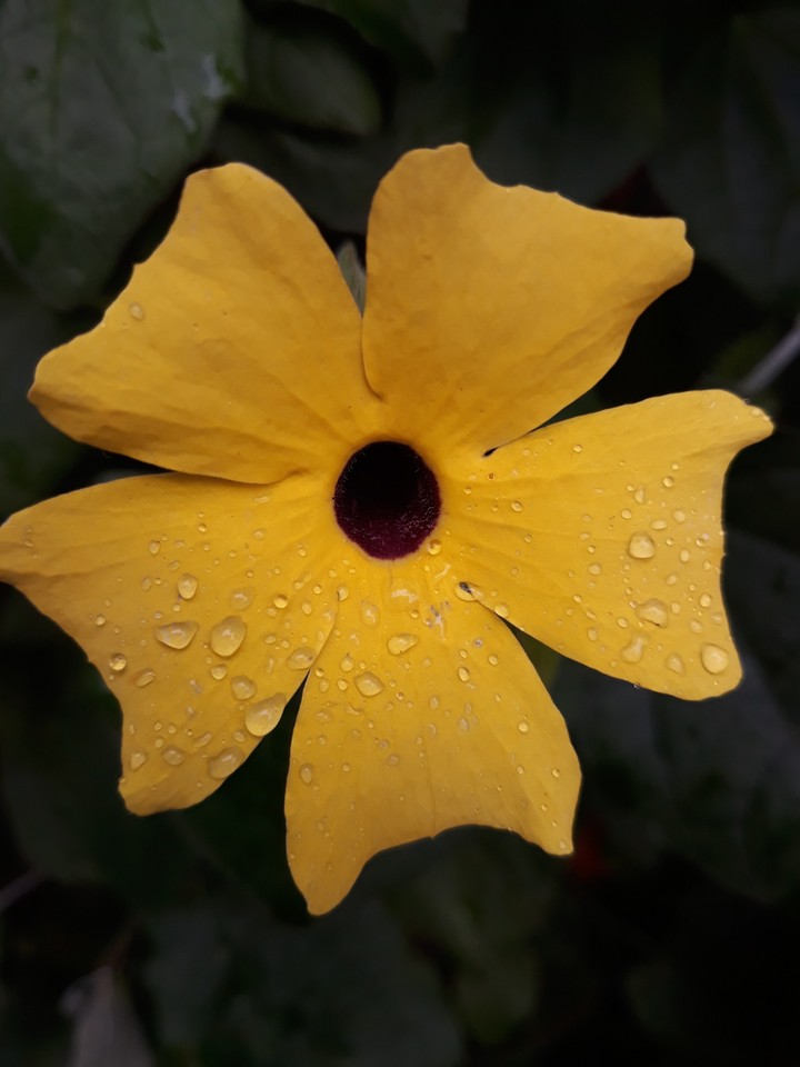 flower in rain