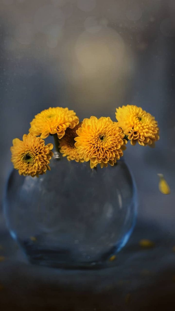 yellow flowers