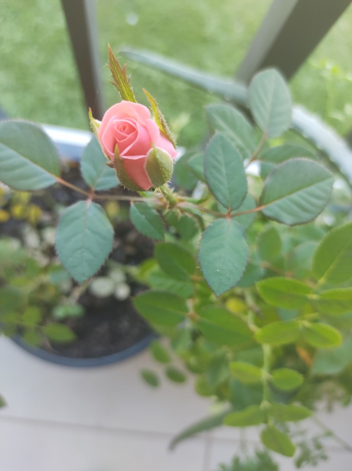 beleza na simplicidade