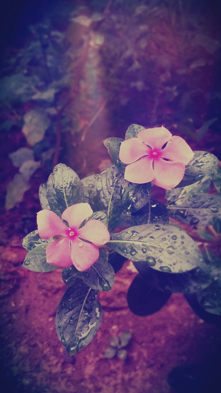 After Rain
