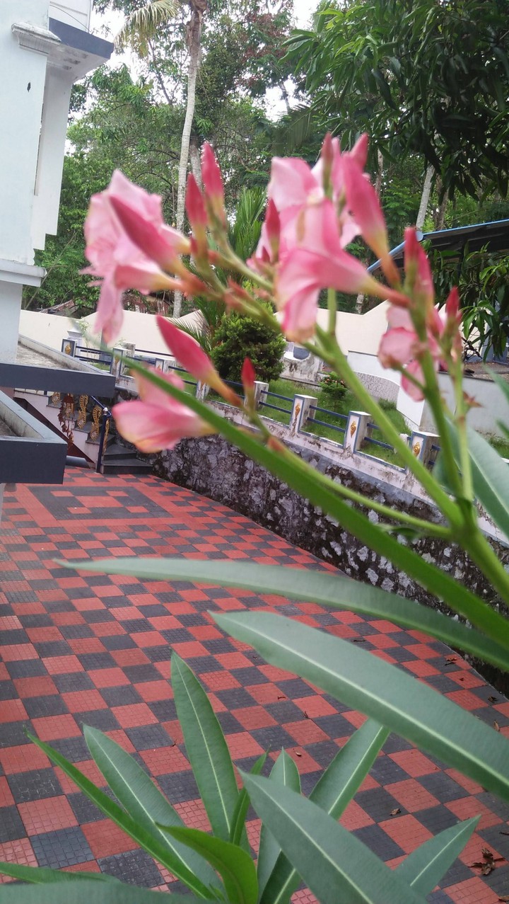 when flower goes out of focus...