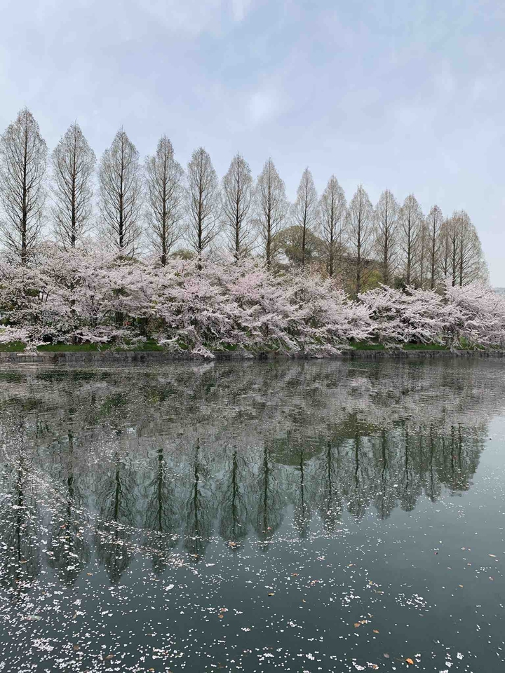 SAKURA