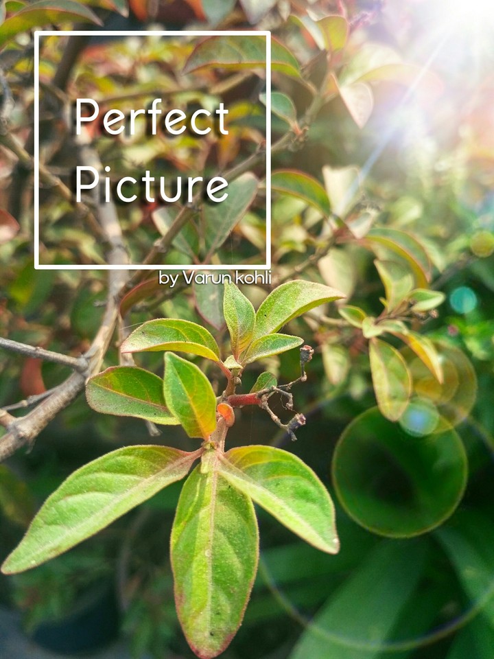 Plant
