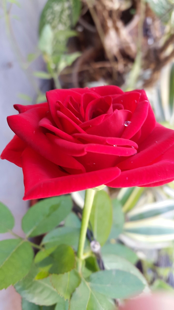 A red rose!