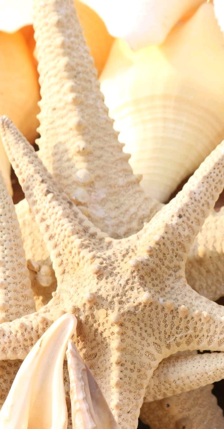 Star shell