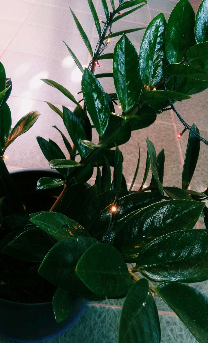 natureza