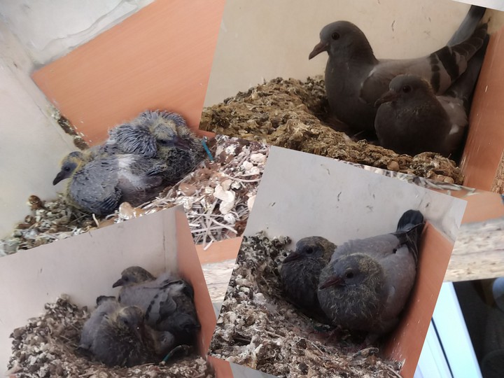 Stages of pigeon growth