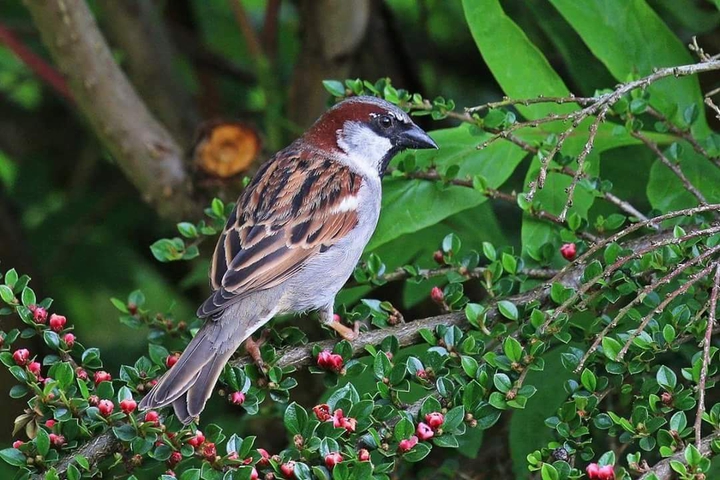 Bird