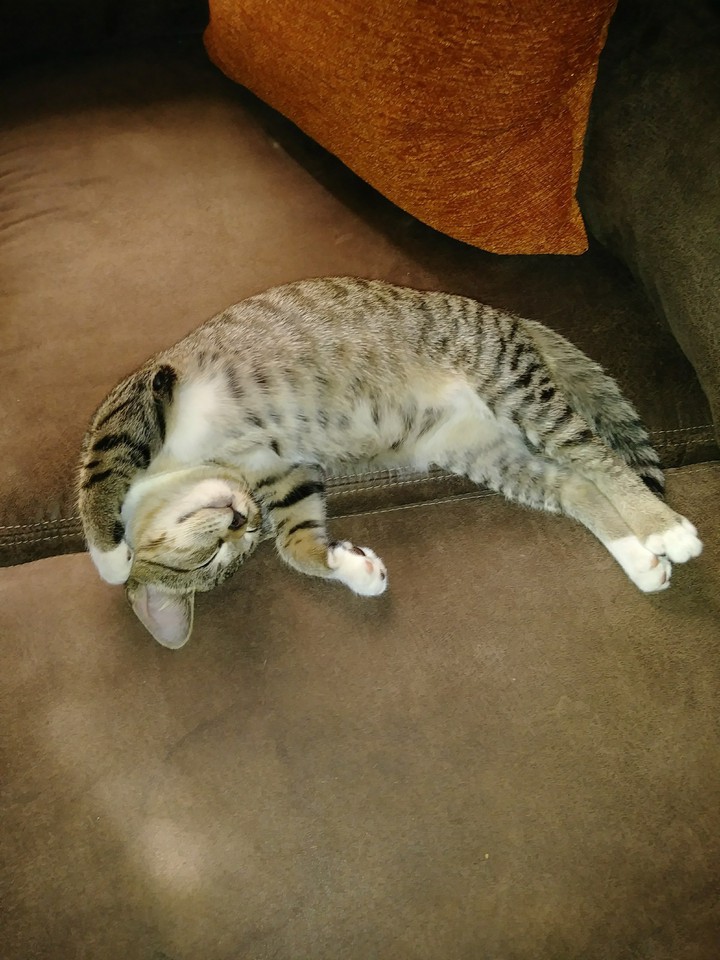 My sweet kitty