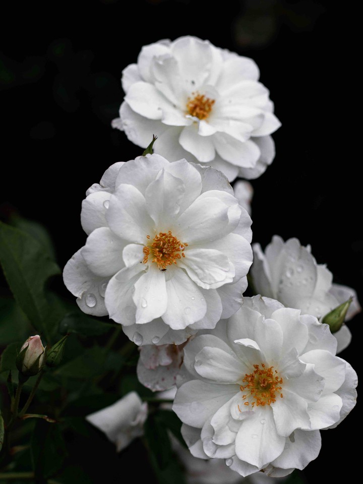 roses