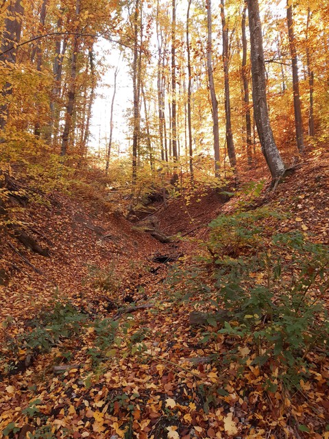 Orange forest