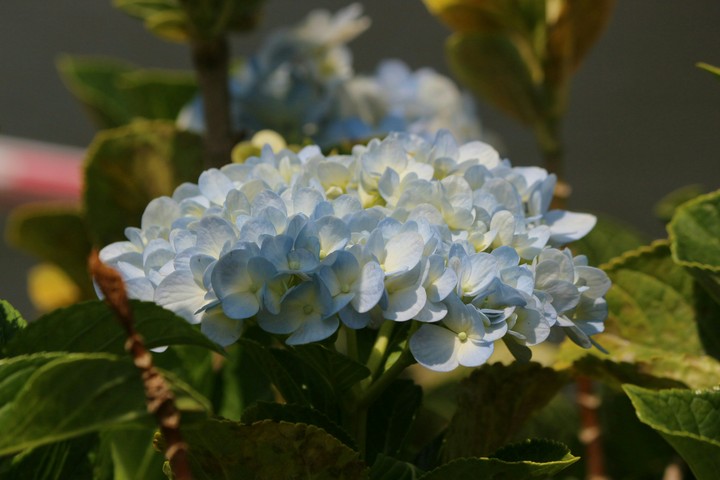 blooming in nature