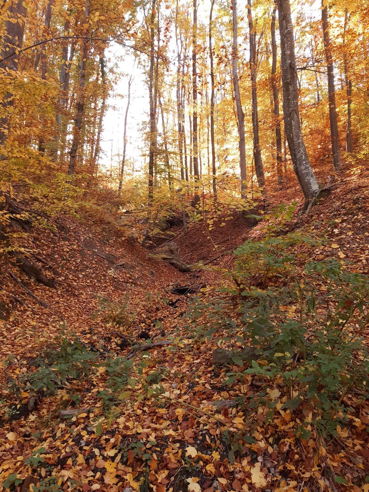 Orange forest