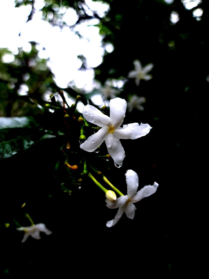 whiteflower