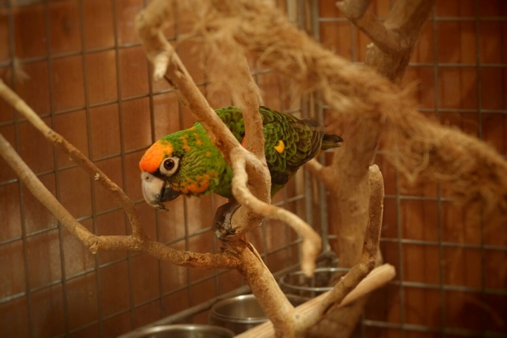 Parrot Jituku