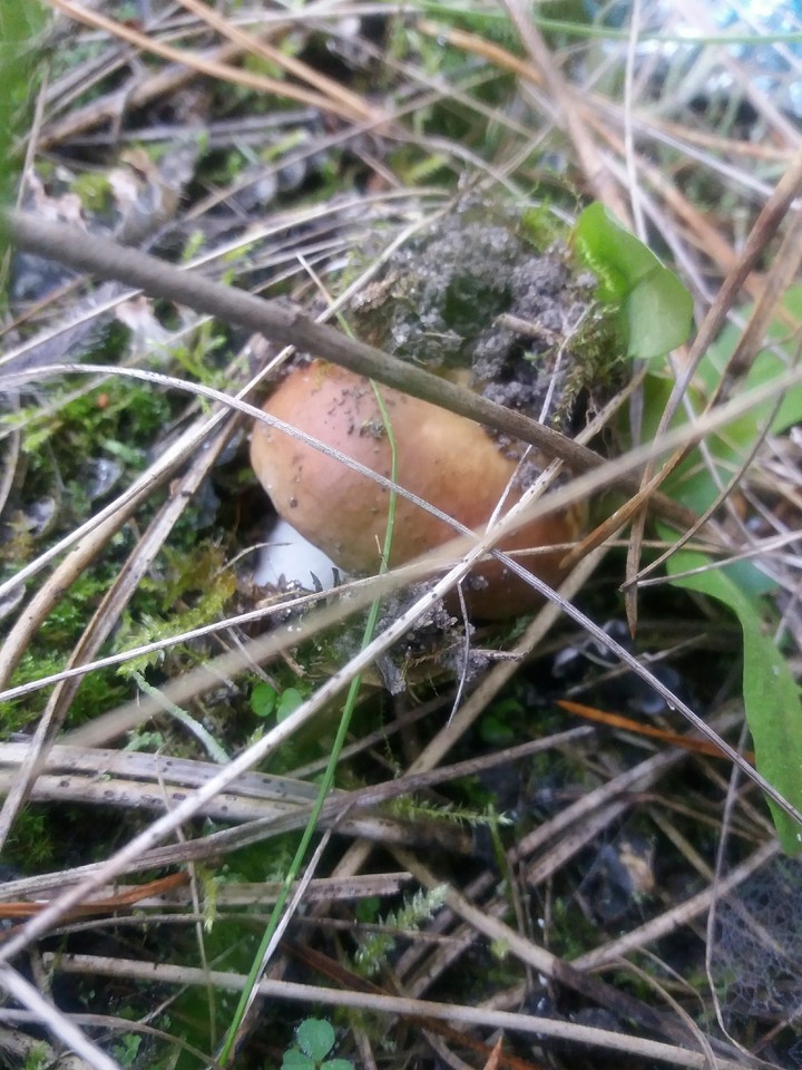 Wonders of the  forest