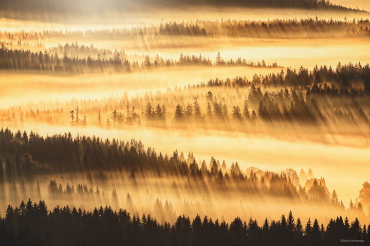 Forest Shadows
