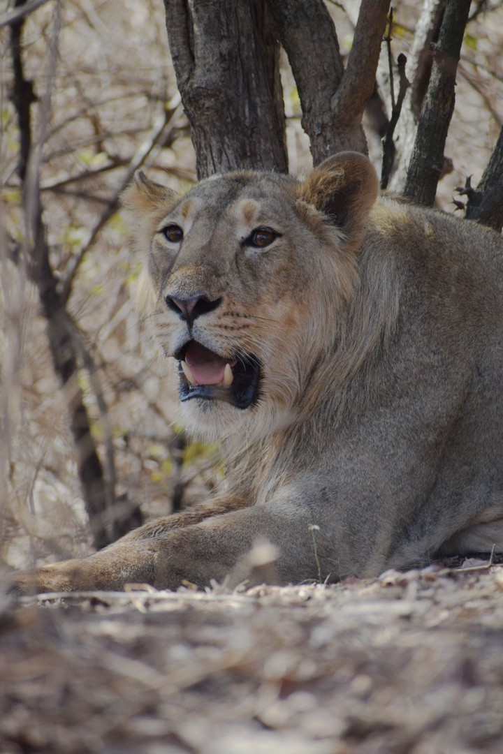 lion