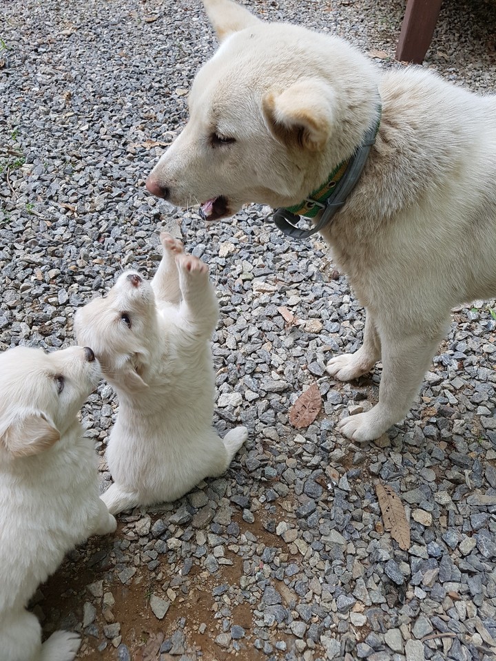 밥줘