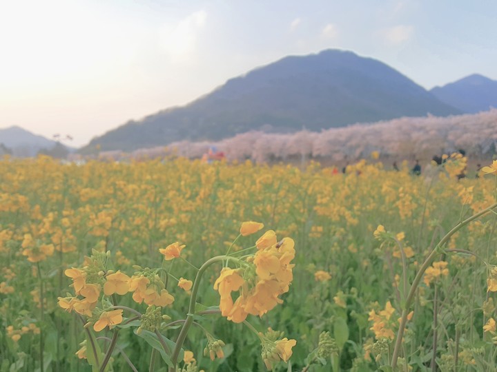 yellow flowers