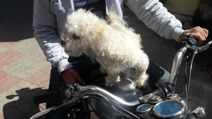 cute puppy