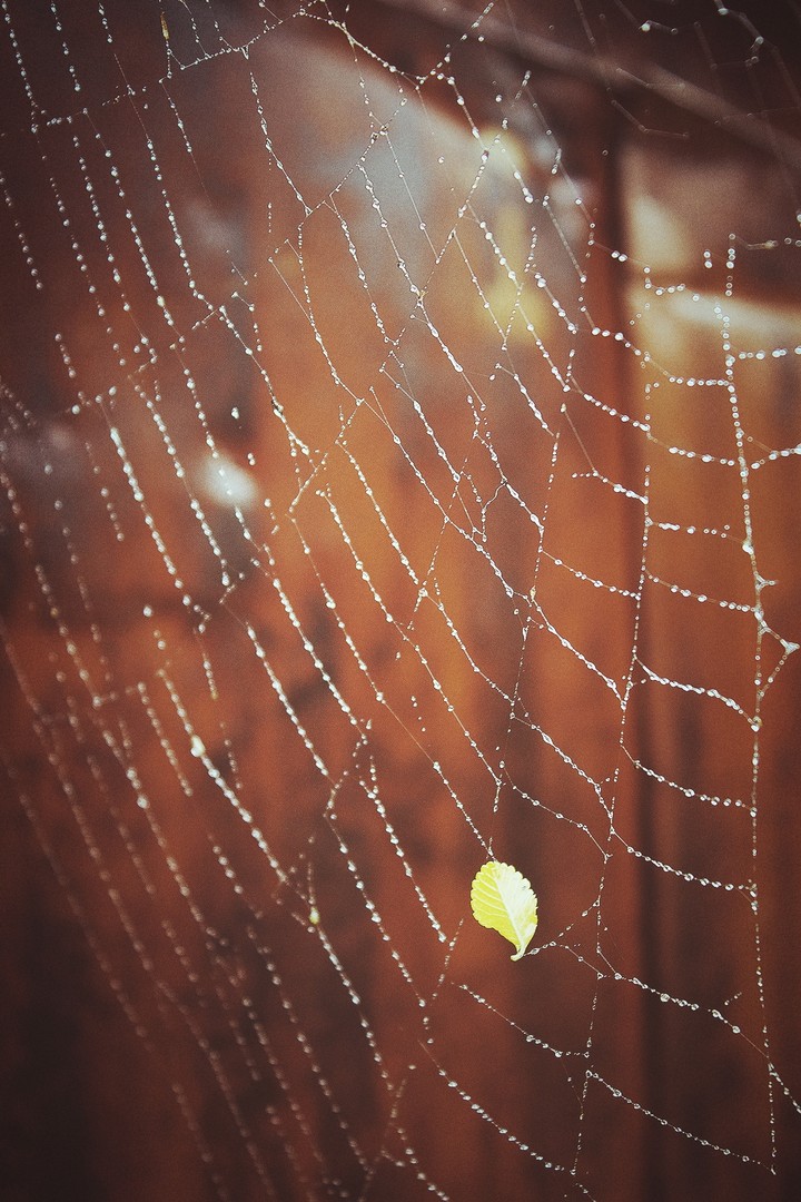 Cobweb
