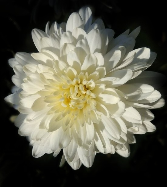 White camomile