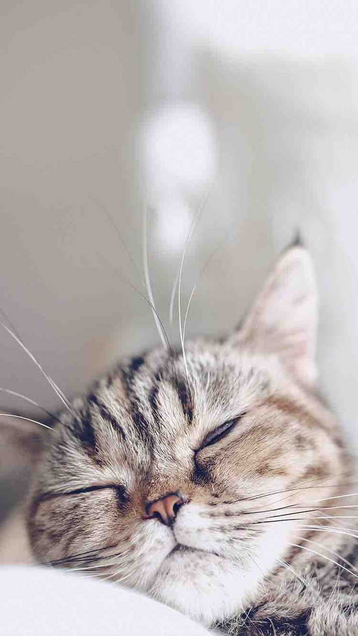 кот