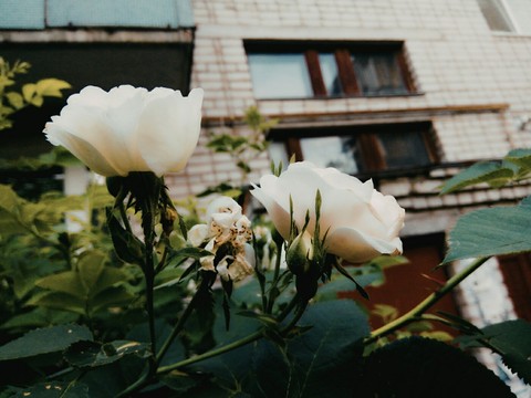 #roses