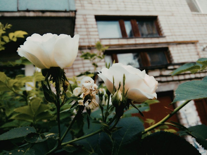 #roses