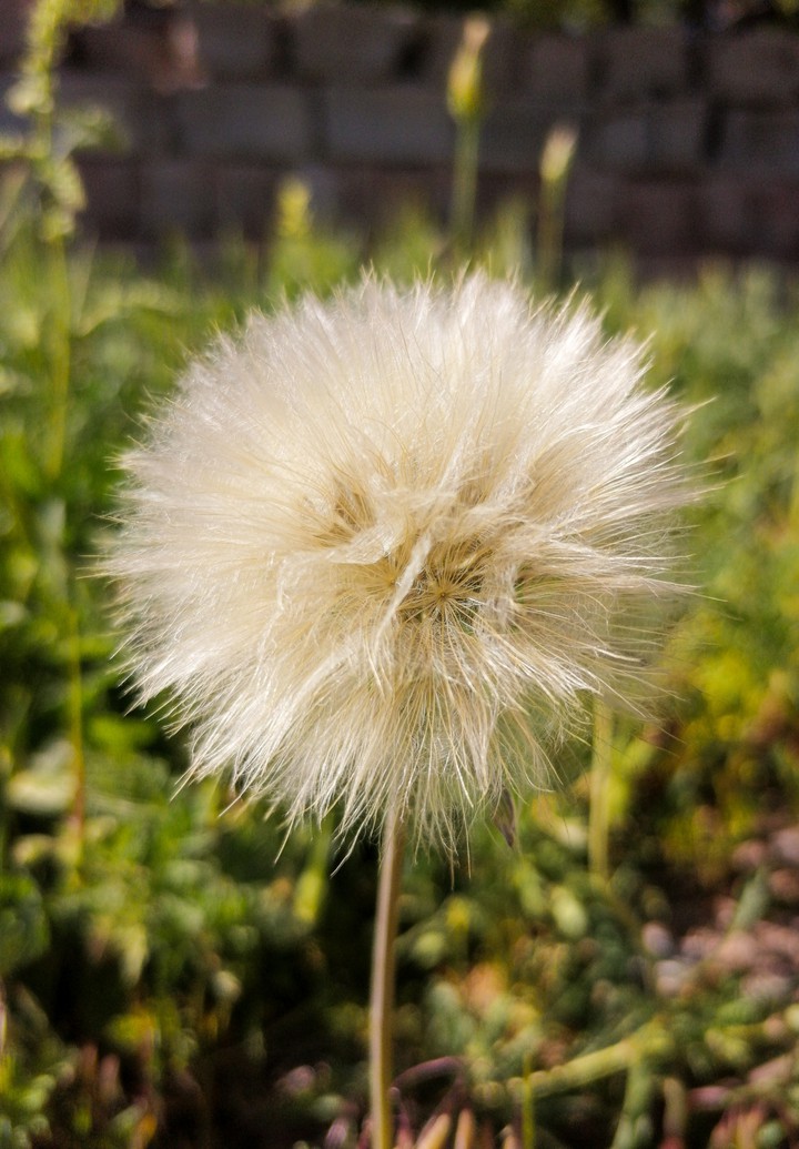 karahindiba dandelion