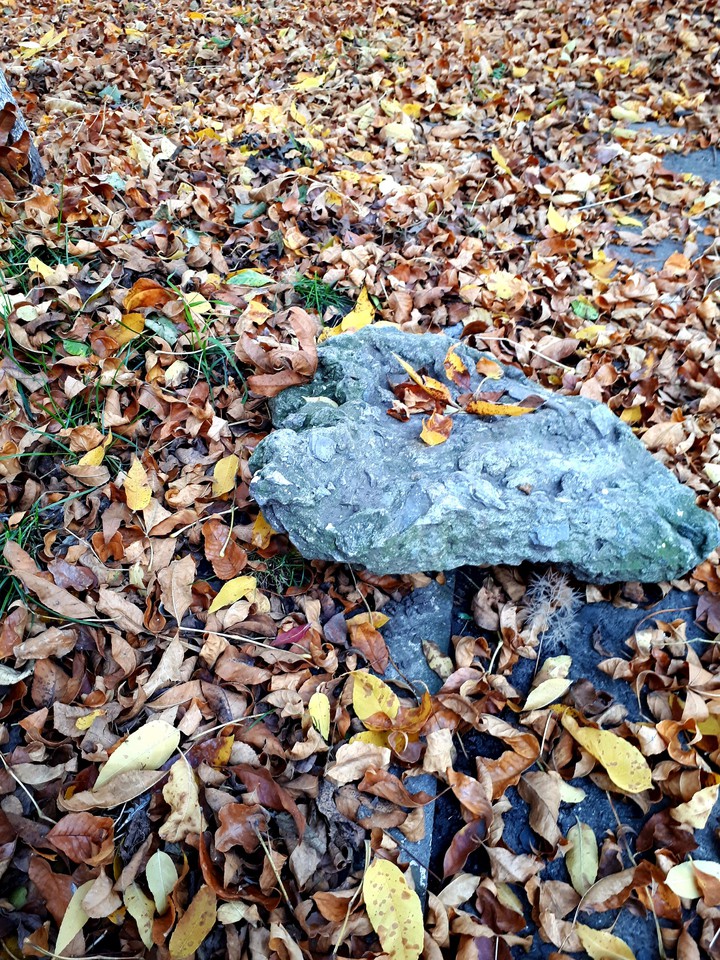КМА. Листопад