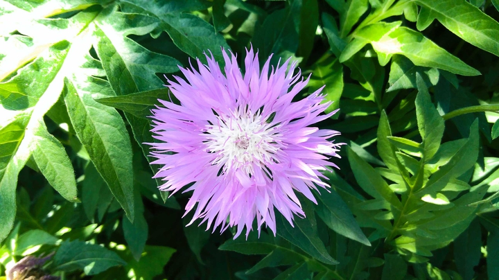 summer flower
