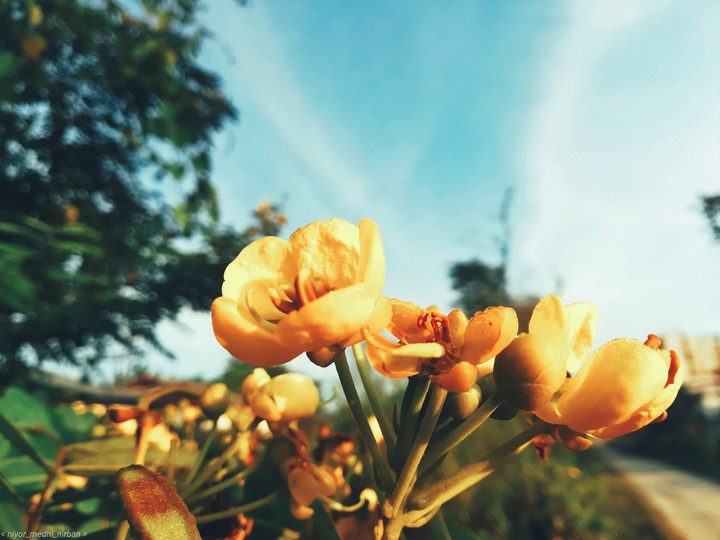 yellow flower