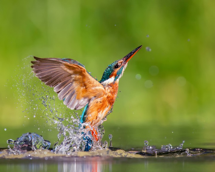 bird
