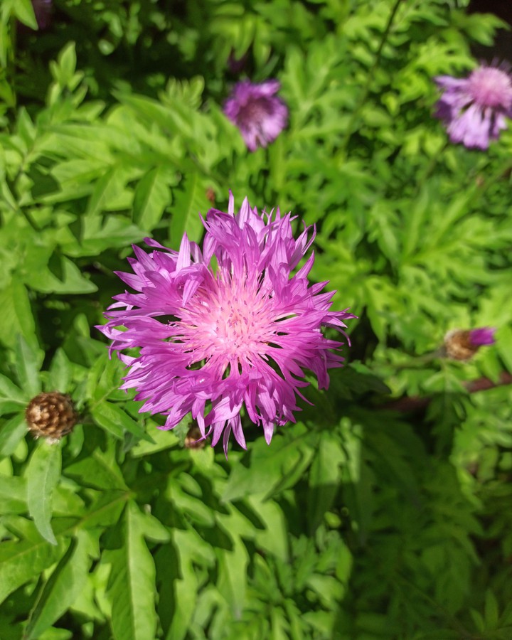 Purple Flower