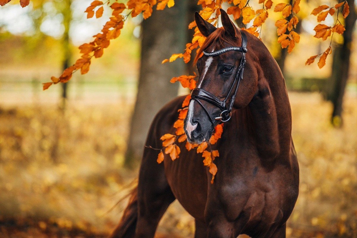 horse