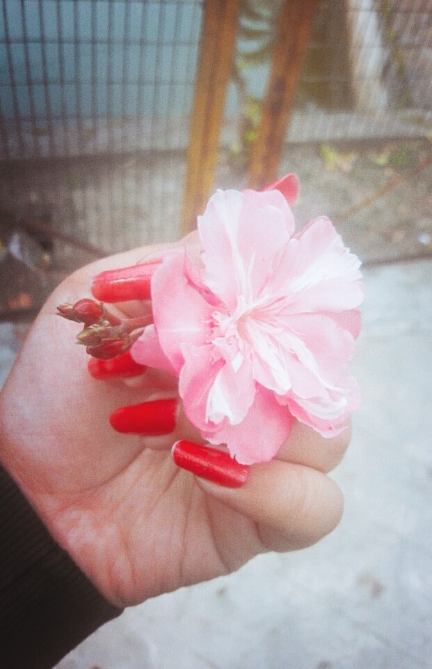 pink flower
