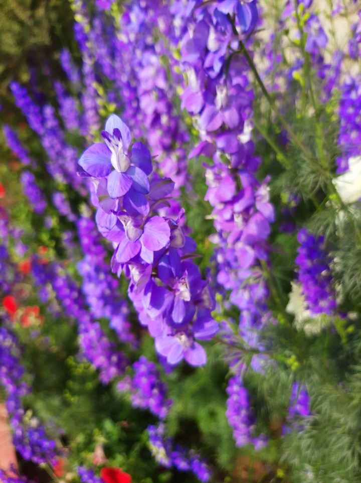flowers