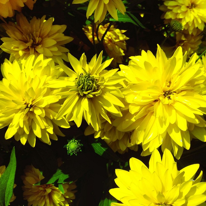 yellow flowers