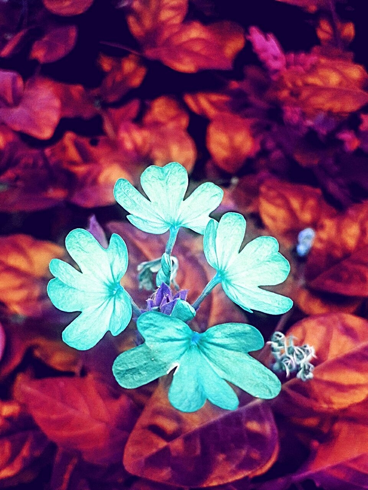 Beauty in the wilderness
