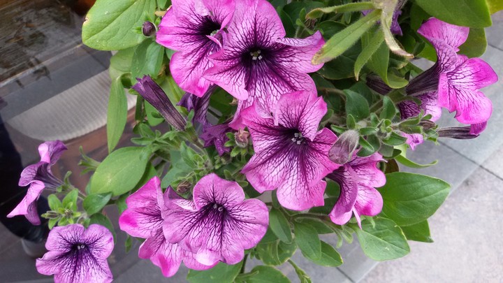 nice flowers