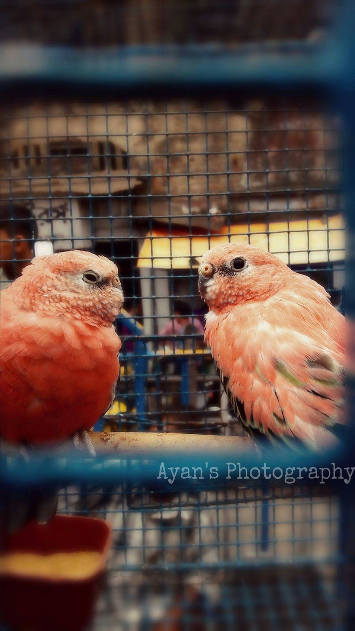 Lovely Couple of Canary