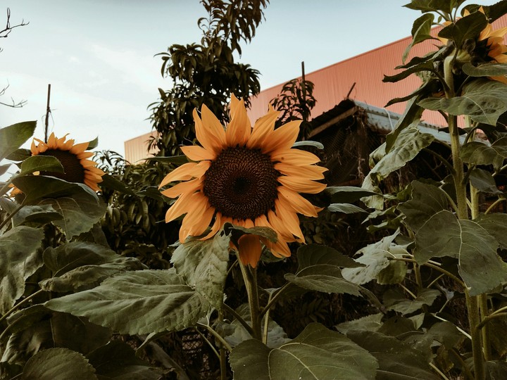 sunflower?