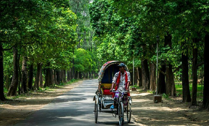 Rickshaw Puller In Nature