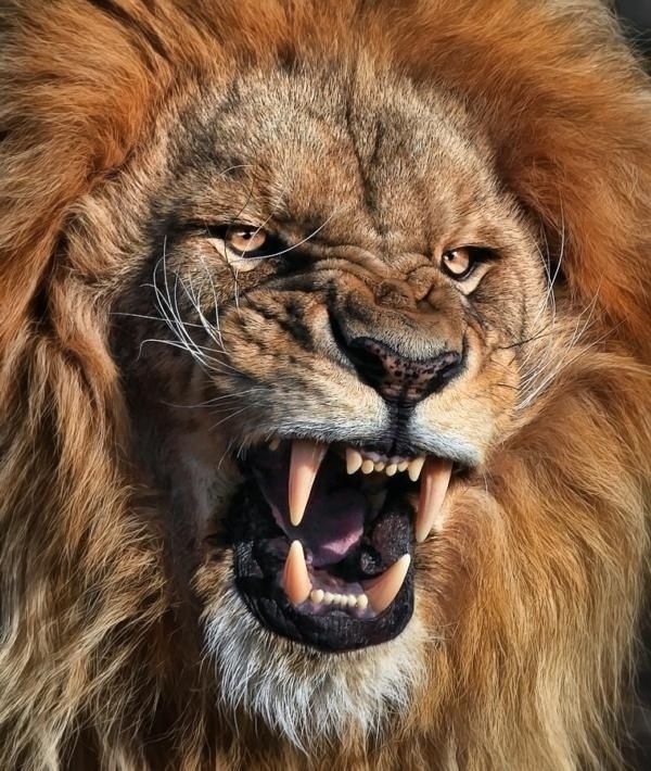 Loin